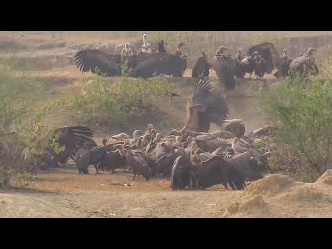 Vultures feeding on carcass
