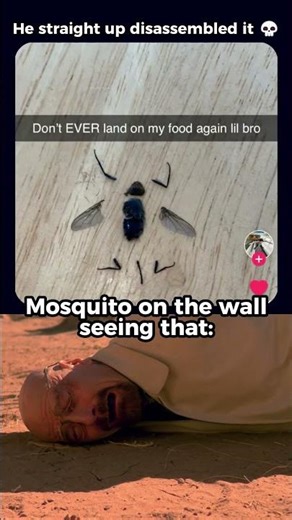 #relatablememes 🪰