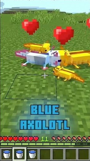 Minecraft Axolotl Breeding Secret!💙🐟 #shorts