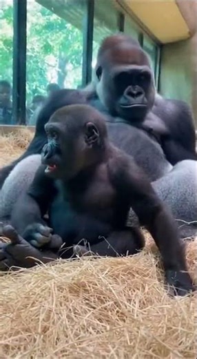 Hilarious Gorilla Family Drama When Baby Pranks Sleeping Silverback Dad