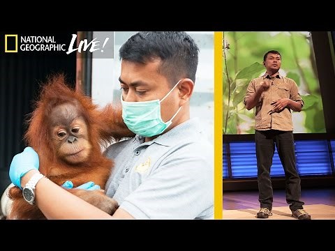 Saving Orangutans in Sumatra's Disappearing Rain Forests | Nat Geo Live