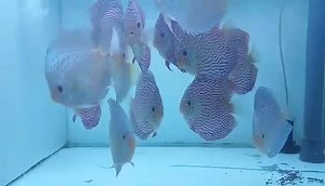 Turquesa Brillant y Altum Carnation | Biotopica Keeping Discus Fish