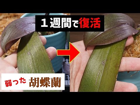 【ホントに簡単！】弱った胡蝶蘭を”超速”で復活させる裏技【観葉植物レスキュー】【洋蘭の育て方】