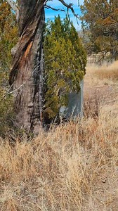 14K views · 294 reactions | Old Mining Town Cemetery high in the mountains of the Black Range. Kingston, New Mexico. . . . . #miningtown #NewMexico #OldWest #silvercitynm #kingstonnm #goldrush . | The Mimbres Kokopelli | Facebook
