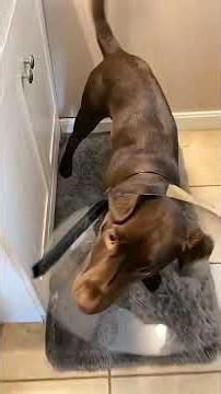 When you have a dramatic dog #funny #dog #animals #pets