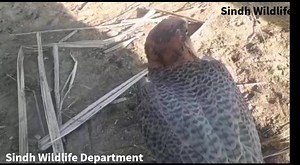 Known as 'Shaheen' in the poetry of 'Allama Iqbal' also locally famous as "بحری باز" "The Peregrine" one of the world's fastest birds; in power-diving from great heights to strike prey, may possibly reach 200 miles per hour. Regarded by falconers and biologists alike as one of the noblest and most spectacular of all birds of prey. Recovered with the help of 🇵🇰 Rangers at Hyderabad toll plaza from a passenger bus. The carrier was fined and this great bird and universal guest released in wild wh