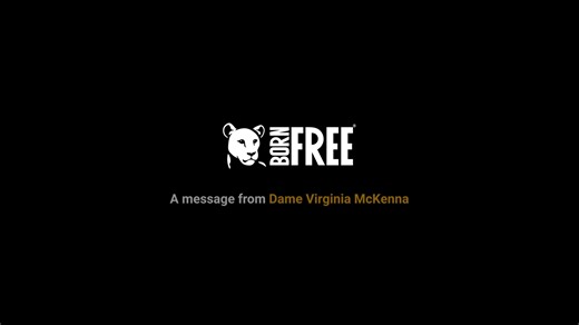 ⚠️ An urgent message from Dame Virginia McKenna ⚠️ We cannot stand by and do nothing. Every day, many species stagger closer to extinction. This is what the future could look like, a world where iconic animals are simply… gone. But you can help stop this. This week only your donation will be doubled, give today and double your impact for wildlife: https://bit.ly/4lExJgE #VanishingFutures #GreenMatchFund | Born Free Foundation