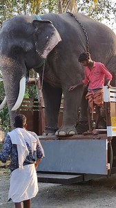 worlds largest dismount elephant unnikrishnan unloading from truck | ആനക്കാര്യം aanakkaryam