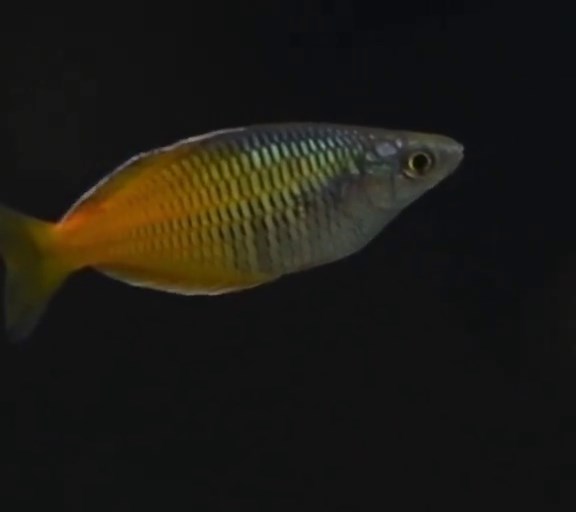 Ever wonder how fish sleep? 🐟💤🌙 Fish don’t have eyelids, but they do rest! Many slow down and hover in place, often tucked among plants, rocks, or substrate 🌿🪨 Sleep supports immune health, growth, and overall wellbeing — just like us 🛡️✨ 💡 Tip: Keep aquarium lighting on a consistent schedule to support a natural sleep rhythm. #Fishkeeping #AquariumCare #HealthyFish #WorldSleepDay