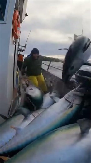 Giant Tuna Jumped Onboard — Then a Shark Attacked the Railing