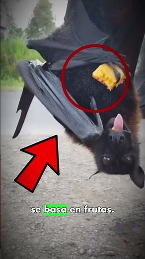 El murciélago más grande que has visto! 🦇