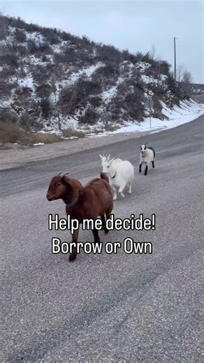 Remember the goats from last time? Well… they found me again 🐐💨 You won’t believe what happened next! #Goats #running #goatrunner #farmlife