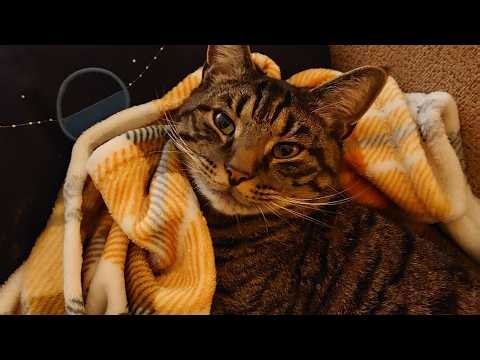 Murder mystery as missing cat's severed tail is posted through owner's letterbox | SWNS