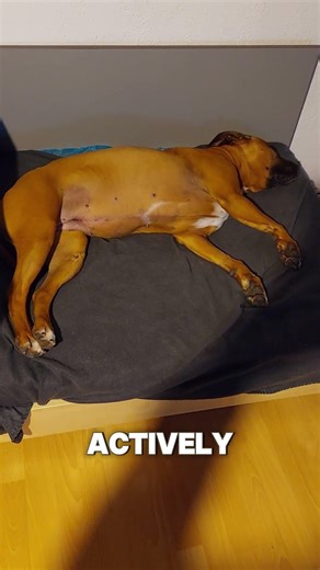 A Real Dream — What Dogs Experience in Sleep #dog #sleep