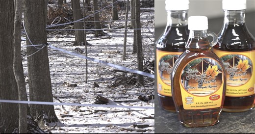 Maple syrup season underway in Wisconsin