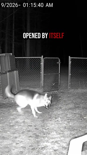 Even the guard dog knew to run from THIS... 😳🚪