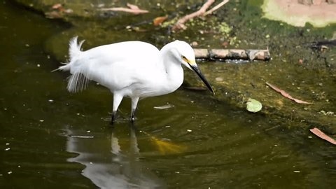 clip-4012637177-white-crane-bird-pond-hunting-fish
