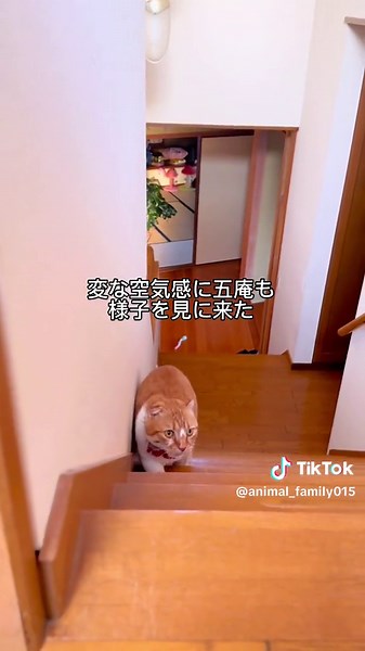 すぐに手を出しちゃう妹に躾する小さな姉、ひな子。怒られるけど、マヨが甘えん坊で拗ねる時に呼ぶのはひな子😂#保護猫 #マンチカン#猫のいる暮らし #猫 #catsoftiktok #cutecat #munchkin