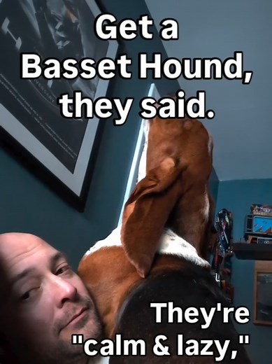 Basset Hound Howling: Heartwarming Dog Moments