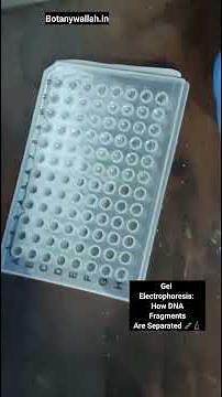 Gel Electrophoresis: How DNA Fragments Are Separated 🧬🔬