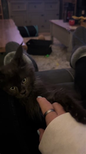 #cat #kittensoftiktok #catsoftiktok #maincoon #furbaby