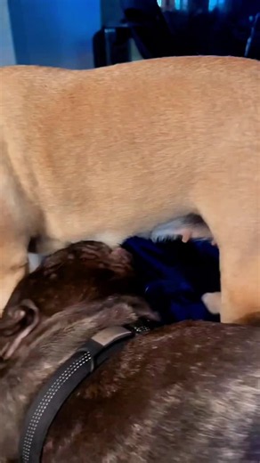 girl and dog friendly hug — cute moments with pets