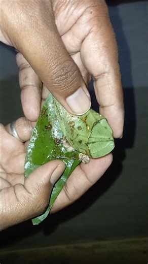 Benifts of Betle leave,Pan khaneke faide,How to make a delicious Panmasala #panmasala #food #organic