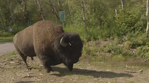 36K views · 262 reactions | A brand new #UFC240 Embedded is here! | UFC | Facebook