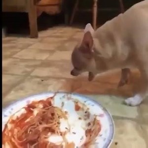 expectation vs reality ~Steamy meme shitposting machine | Woof woof like this page lol