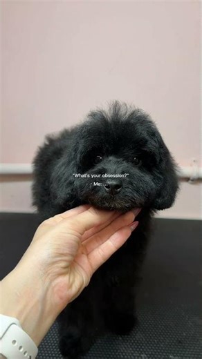 AKC Miniature #Poodle Puppies Miami FL | Black Phantom Merle Mini Poodle Teddy Bear Puppies