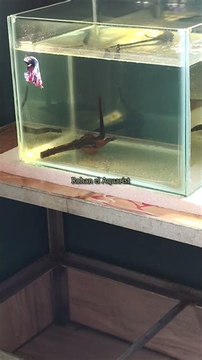 Betta fish simple tank setup // #bettafish // #betta_fish_tank_setup // #betta_fish_tank_setup_idea