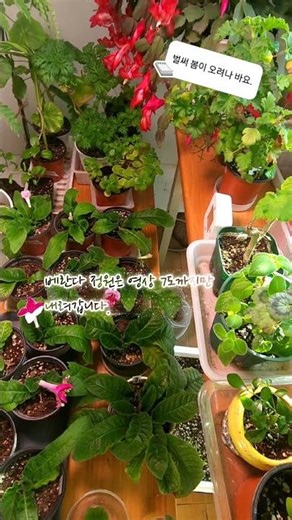 Looks like spring's here in our veranda garden. #indoorplants