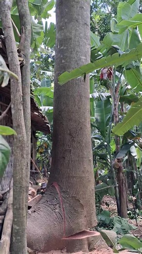 Sengon Super Besar: Panduan Lengkap dan Tips