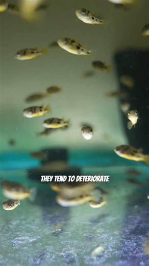 Care Tips for Pea Puffers: Small Fish with Big Attitude