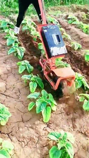 Weeding machine, wading machine, trenching machine, you work hard, you get a harvest. Modern agr