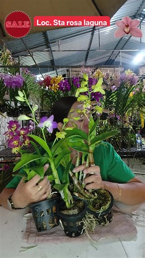 ORCHIDS NURSERY LIVE🌸🌹 FEB 11 Mine mine naaa 🥰🥰🥰 M𝐎𝐃𝐄 𝐎𝐅 𝐏𝐀𝐘𝐌𝐄𝐍𝐓 𝐆𝐂𝐀𝐒𝐇 𝐎𝐑 𝐁𝐃𝐎 𝙉𝙀𝙒 𝙈𝙄𝙉𝙀𝙍, 𝙋𝙈 𝙁𝙄𝙍𝙎𝙏 ❗❗ 𝘼𝙙𝙙𝙧𝙚𝙨𝙨: 𝘾𝙤𝙣𝙩𝙖𝙘𝙩 𝙣𝙪𝙢𝙗𝙚𝙧: 𝐍𝐎 𝐃𝐄𝐓𝐀𝐈𝐋𝐒 𝐍𝐎 𝐏𝐋𝐀𝐍𝐓𝐒 !! 𝙁𝙍𝙀𝙀 𝙋𝙇𝘼𝙉𝙏𝙎 𝙁𝙊𝙍 𝙎𝙃𝘼𝙍𝙀𝙍 (𝙜𝙖𝙢𝙚𝙨) 🌿 Via VICTORY DROP AND GO 🌷Via JRS 🌳 Via LBC 🍏We Ship Nationwide 🫰 📌𝙁𝙧𝙚𝙚 𝙙𝙚𝙡𝙞𝙫𝙚𝙧𝙮 𝙖𝙡𝙤𝙣𝙜 𝙨𝙩𝙖 𝙧𝙤𝙨𝙖 𝙡𝙖𝙜𝙪𝙣𝙖 𝙢𝙞𝙣𝙞𝙢𝙪𝙢 𝟒 𝙥𝙡𝙖𝙣𝙩𝙨 📌 𝙁𝙍𝙀𝙀 𝘿𝙀𝙇𝙄𝙑𝙀𝙍𝙔 𝙘𝙖𝙗𝙪𝙮𝙖𝙤 (