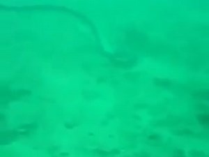 17K views · 806 shares | Must Watch it! | Omg Video | Facebook