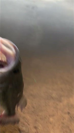 Nice Large Mouth pond fishing. Cast&Catch, Release and Repeat.