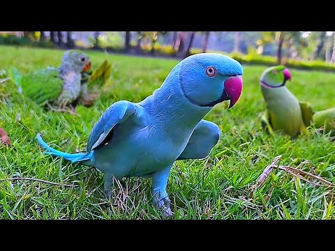 Blue Ringneck Parrot Talking Video
