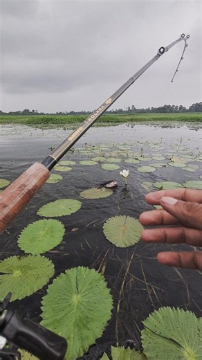 Snakehead Fish Catch On Real Warrior Teddy Bee 🐝 #fishing #shorts #snakeheadfishing