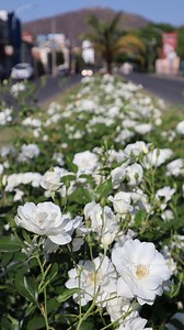 Rosal Iceberg - roses - Rosier - rosa - Fée des Neiges - Schneewittchen - KORbin - Sneeuwwitje El rosal Iceberg es un cultivar de rosa perteneciente al grupo de Rosas Floribunda, posee flores blancas con fragancia, de aproximadamente 5 centímetros de diámetro y hasta 24 petalos, florece en ramilletes lo que le da ese aspecto de verse siempre floreciendo. Es una hibridación del ya desapareció rosalista alemán Reimer Kordes, en el año 1958 en Alemania. Según su descripción este rosal alcanza una a