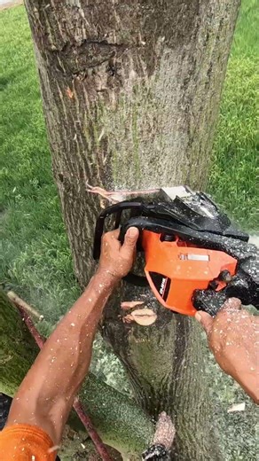 Humboldt face cut for soft wood tree. #chainsaw #treework