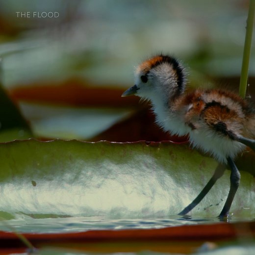 One step at a time! Lily-trotters are strange wading birds that use their long toes to walk on lily pads, but there’s a bit of a learning curve 🙃 #TheFlood is now streaming on Disney | National Geographic Animals