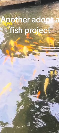 Caring for Koi Fish: Tips for Adoption Success