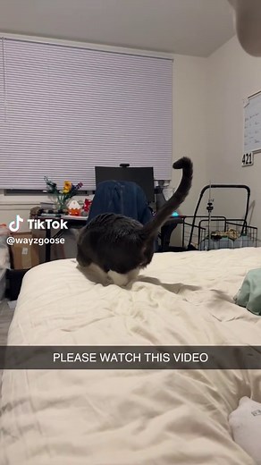 Understanding Cat Emotions: Signs of a Sad Cat