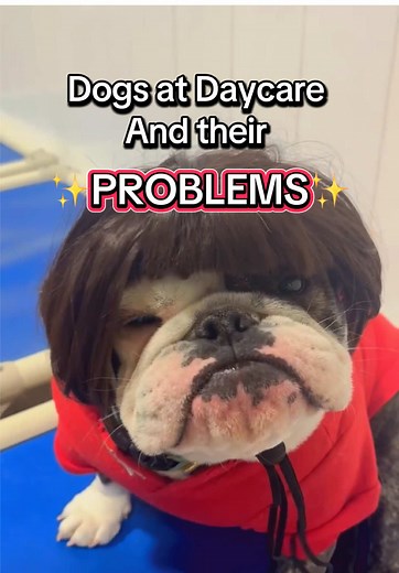 Dogs React to Exploding Trees at Daycare
