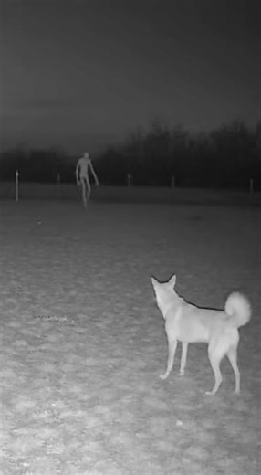 Dog vs Skinwalker #alien #skinwalker #cctvcamera #dog #night