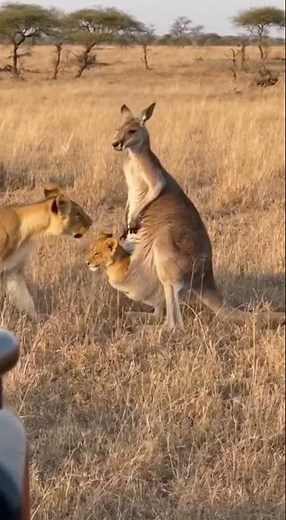 Lion cub finds a new home! 🤣