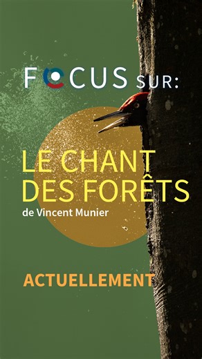 Cinémas Les Scala • Le City • Le Nord-Sud | Genève on Instagram: "👉 Focus sur... LE CHANT DES FORÊTS Dans cette vidéo, on vous dit pourquoi il faut absolument aller voir le film de Vincent Munier, plongée pleine de poésie dans les forêts des Vosges 💛 Profitez des fêtes et de ce début d'année pour vous évader doublement dans la nature : avec LE CHANT DES FORÊTS et avec LA PANTHÈRE DES NEIGES, qui ressort spécialement pour l'occasion 💫 LE CHANT DES FORÊTS est à l'affiche aux cinémas Le City et