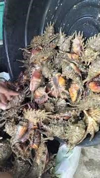 Spider shell delivery today 🚚